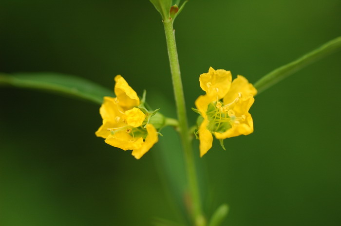 黄薇Heimia myrtifolia 黄薇Heimia myrtifolia