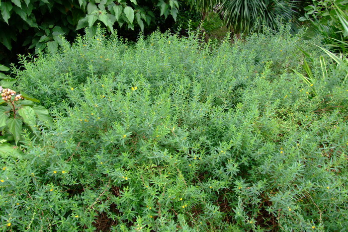 黄薇Heimia myrtifolia 黄薇Heimia myrtifolia