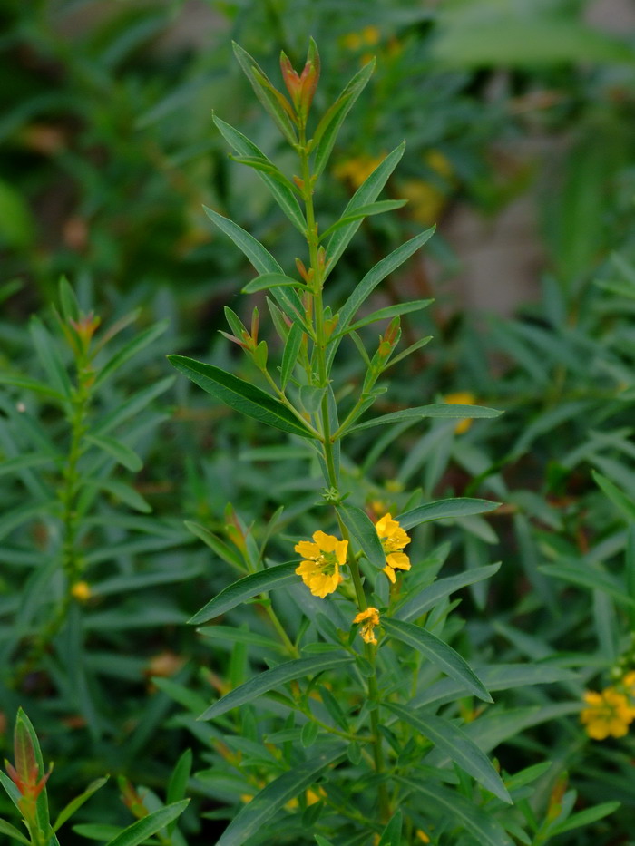 黄薇Heimia myrtifolia 黄薇Heimia myrtifolia