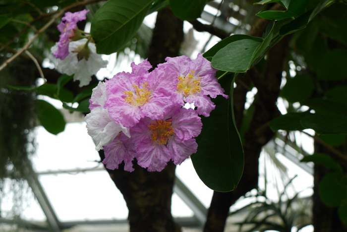 尖叶紫薇Lagerstroemia cuspidata