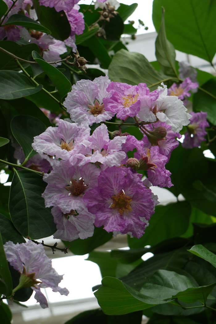 尖叶紫薇Lagerstroemia cuspidata