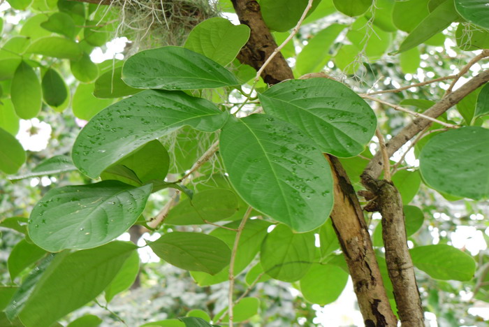 尖叶紫薇Lagerstroemia cuspidata