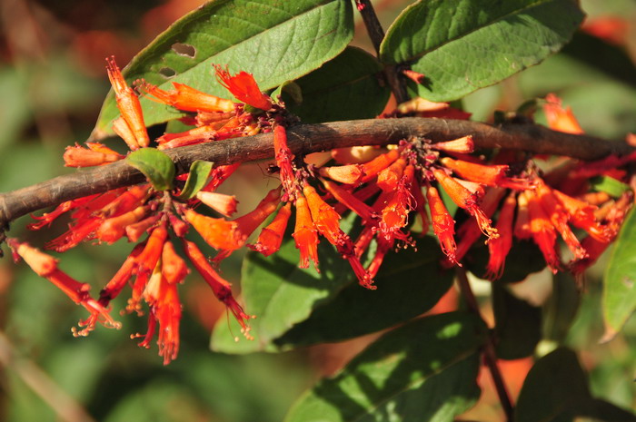 虾仔花Woodfordia fruticosa 虾仔花Woodfordia fruticosa