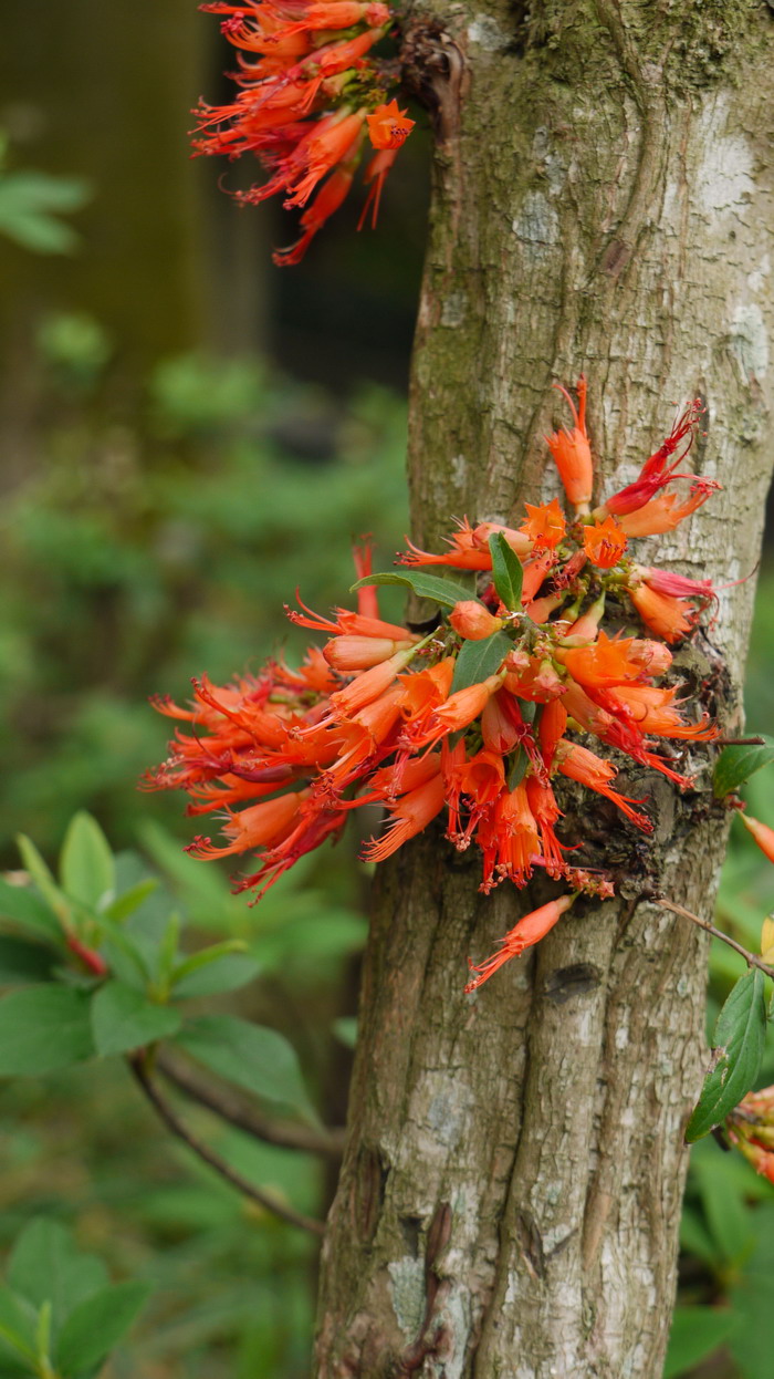 虾仔花Woodfordia fruticosa 虾仔花Woodfordia fruticosa