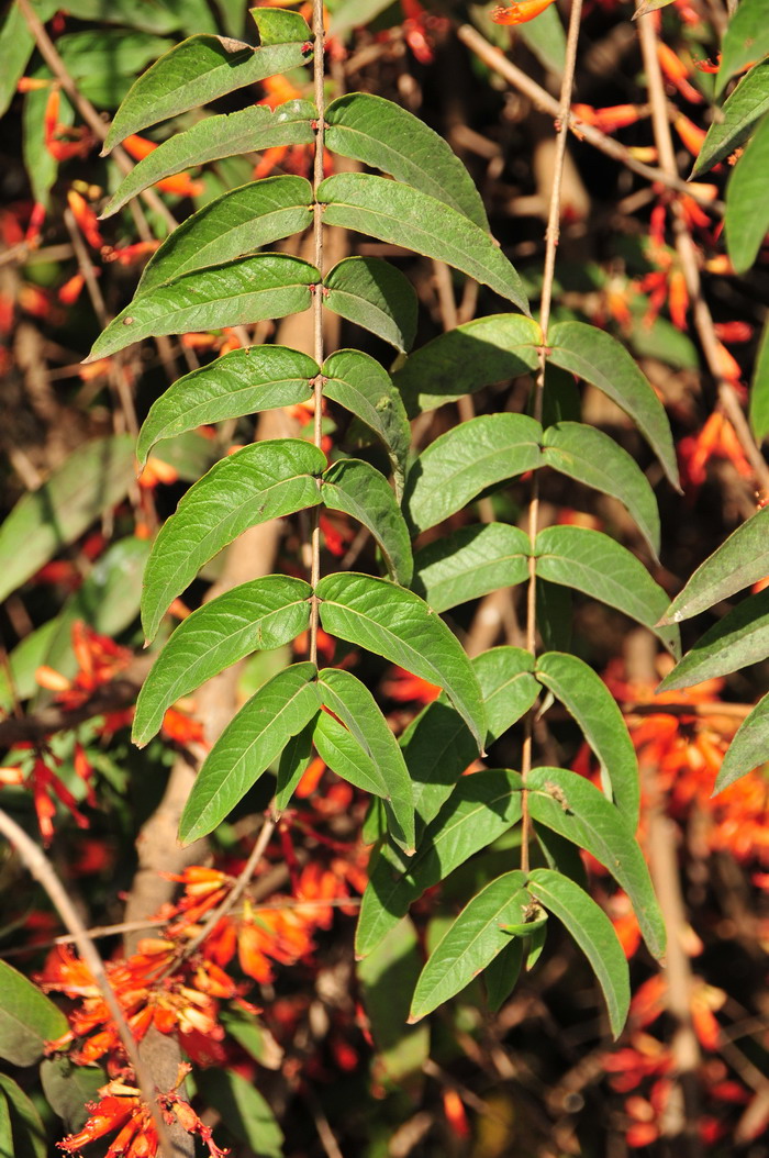 虾仔花Woodfordia fruticosa 虾仔花Woodfordia fruticosa