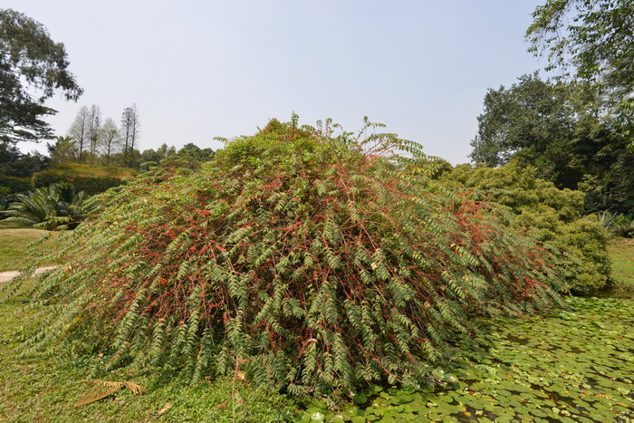 虾仔花Woodfordia fruticosa