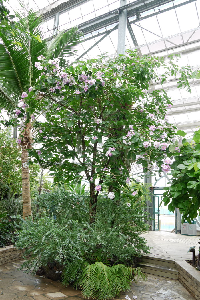 尖叶紫薇Lagerstroemia cuspidata