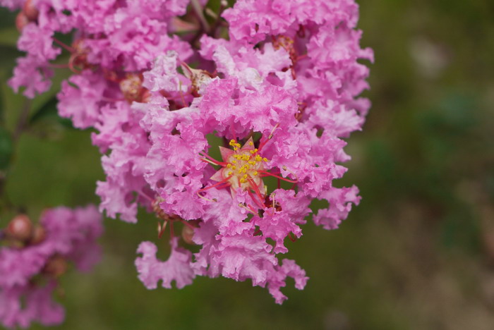紫薇Lagerstroemia indica 紫薇Lagerstroemia indica