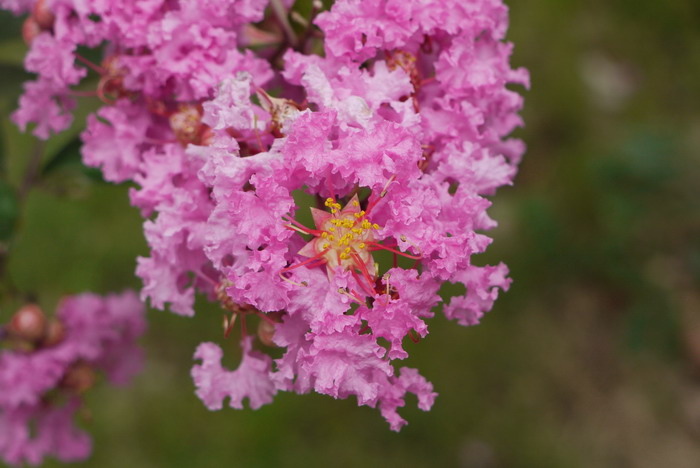 紫薇Lagerstroemia indica