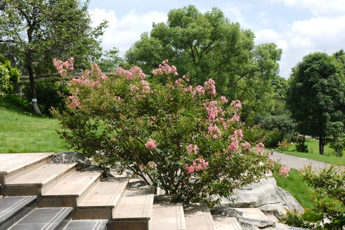 紫薇Lagerstroemia indica 紫薇Lagerstroemia indica