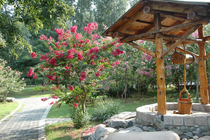 紫薇Lagerstroemia indica 紫薇Lagerstroemia indica