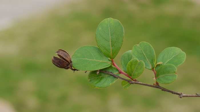 紫薇Lagerstroemia indica