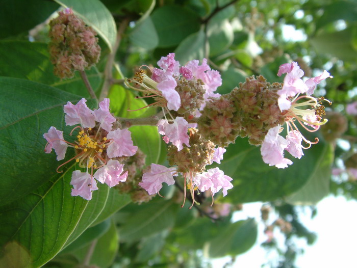 福建紫薇Lagerstroemia limii