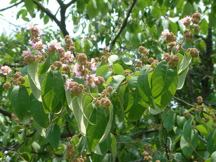 福建紫薇Lagerstroemia limii