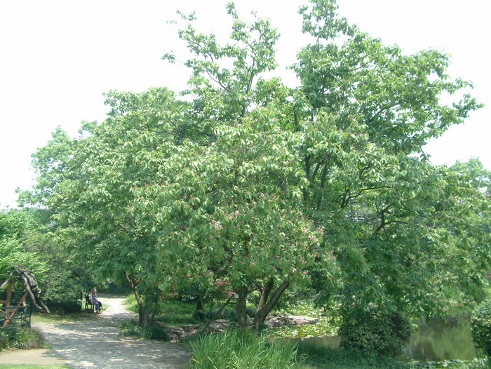 福建紫薇Lagerstroemia limii