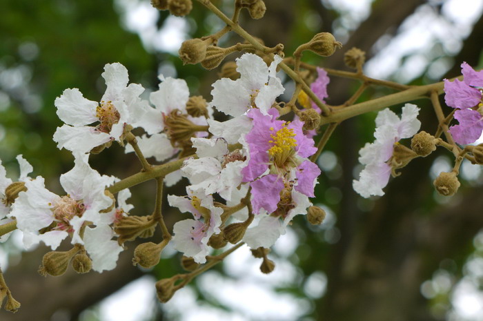 多花紫薇Lagerstroemia siamica 多花紫薇Lagerstroemia siamica