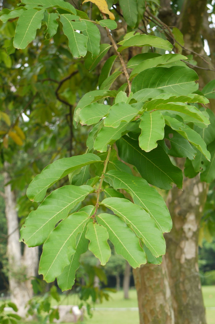 多花紫薇Lagerstroemia siamica