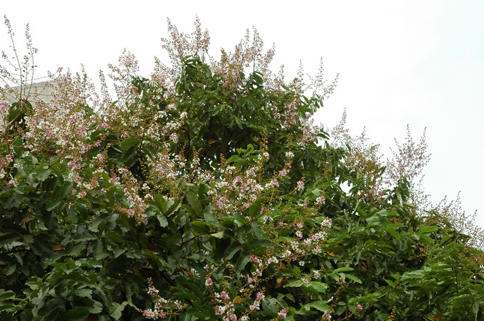 多花紫薇Lagerstroemia siamica 多花紫薇Lagerstroemia siamica