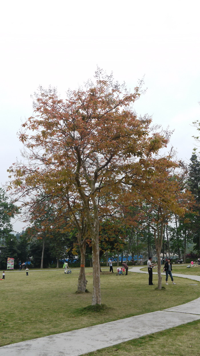 多花紫薇Lagerstroemia siamica