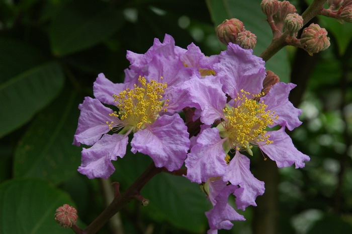 大花紫薇Lagerstroemia speciosa 大花紫薇Lagerstroemia speciosa