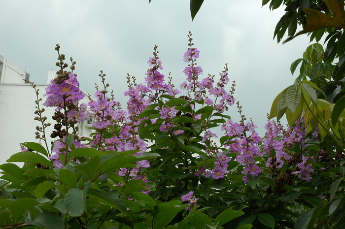 大花紫薇Lagerstroemia speciosa
