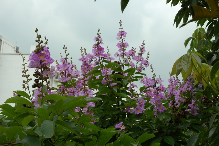 大花紫薇Lagerstroemia speciosa 大花紫薇Lagerstroemia speciosa