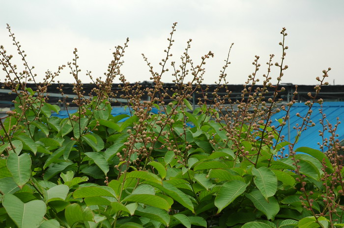 大花紫薇Lagerstroemia speciosa