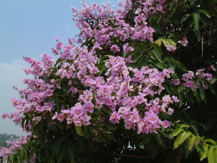 大花紫薇Lagerstroemia speciosa