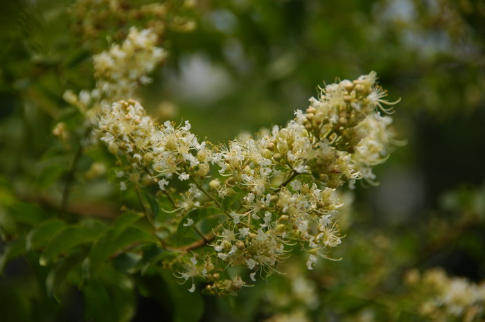 九芎Lagerstroemia subcostata 九芎Lagerstroemia subcostata
