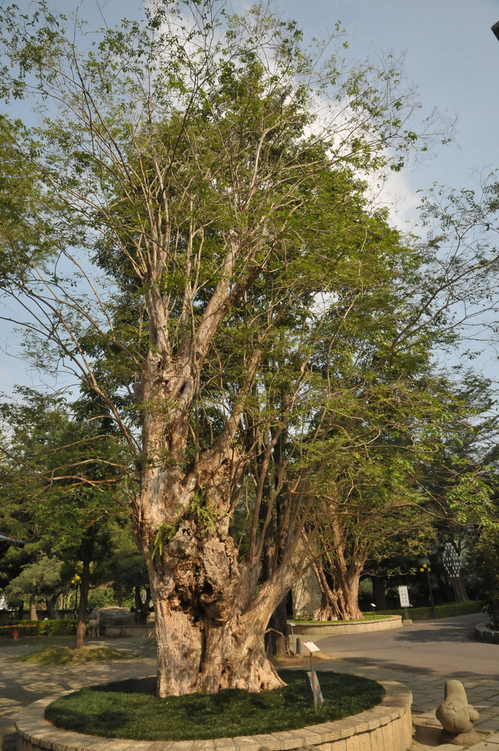 九芎Lagerstroemia subcostata