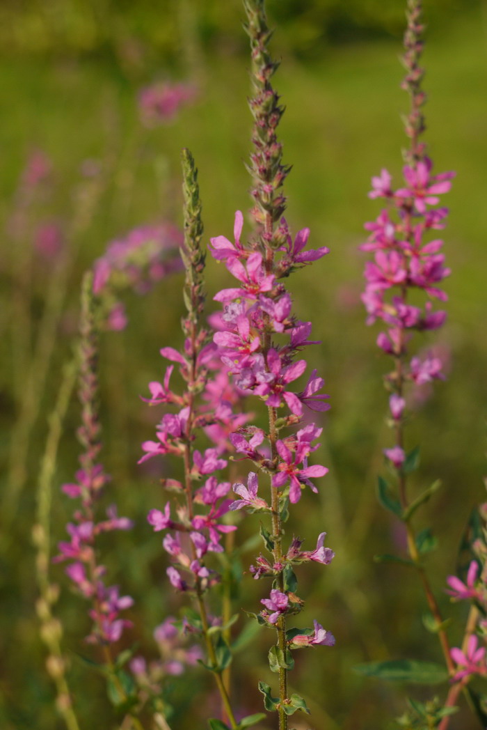 千屈菜Lythrum salicaria 千屈菜Lythrum salicaria