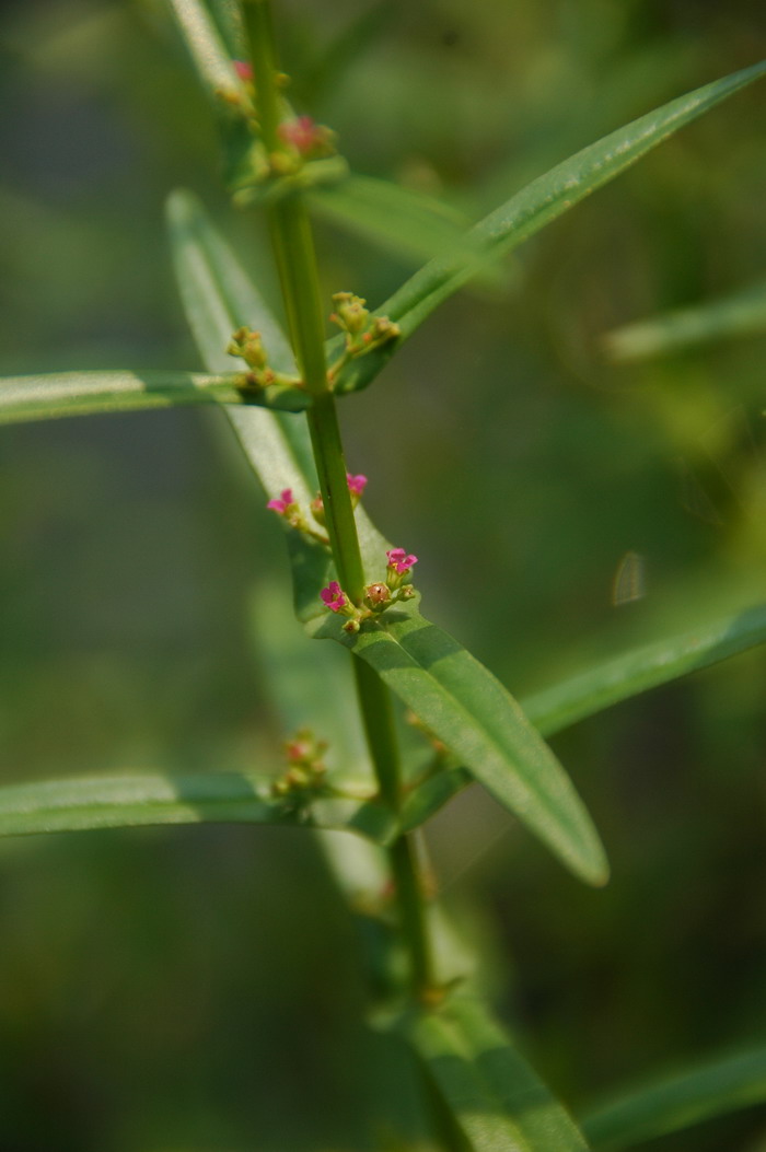 多花水苋Ammannia multiflora 多花水苋Ammannia multiflora