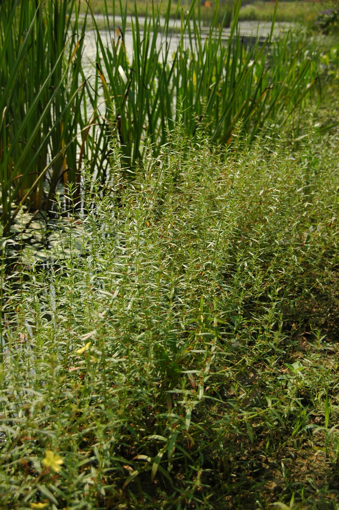 多花水苋Ammannia multiflora