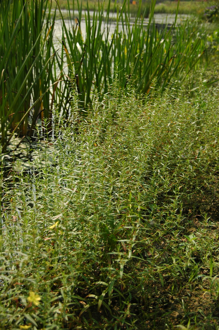 多花水苋Ammannia multiflora 多花水苋Ammannia multiflora