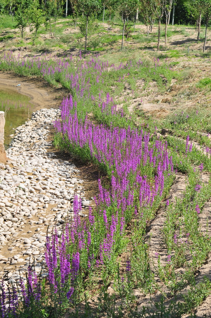 千屈菜Lythrum salicaria 千屈菜Lythrum salicaria