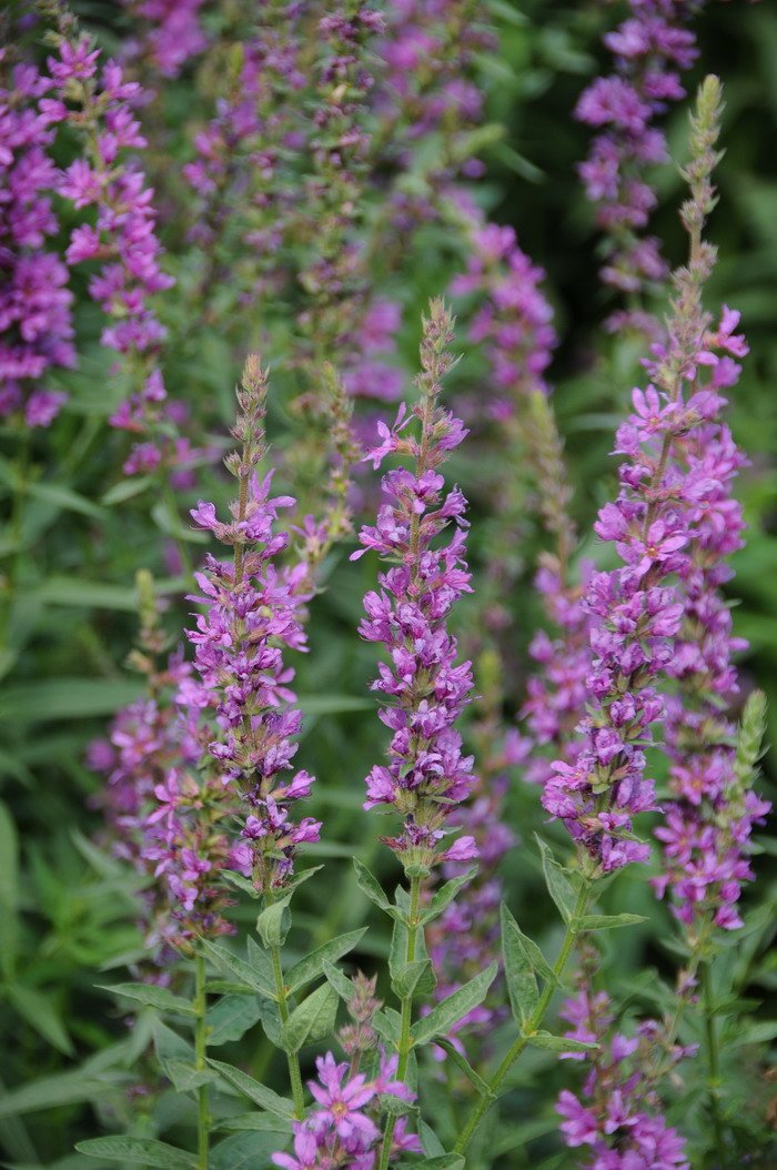 千屈菜Lythrum salicaria 千屈菜Lythrum salicaria