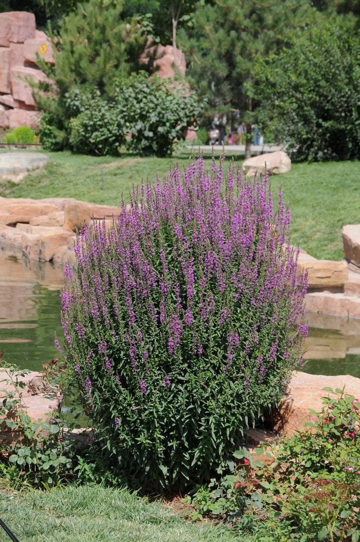 千屈菜Lythrum salicaria 千屈菜Lythrum salicaria