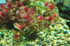 红蝴蝶Rotala macrandra