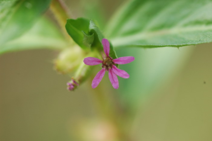 香膏萼距花Cuphea balsamona