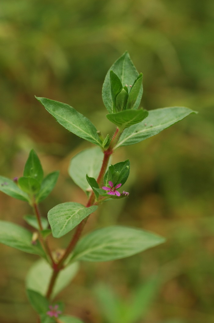 香膏萼距花Cuphea balsamona