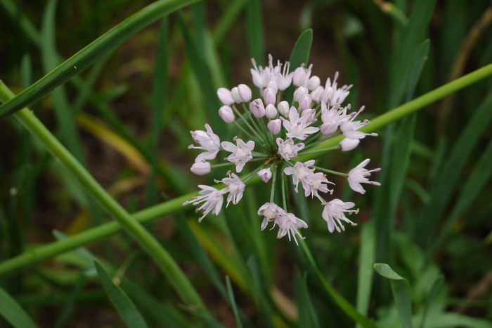 山韭Allium senescens_花卉图片网