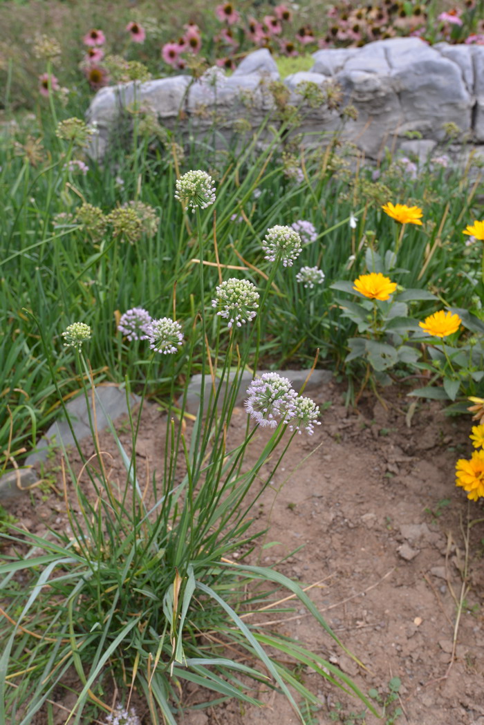 山韭Allium senescens 山韭Allium senescens