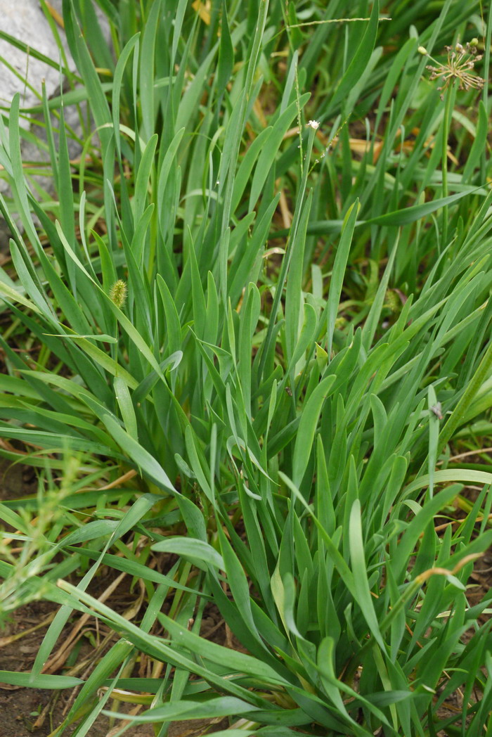 山韭Allium senescens 山韭Allium senescens