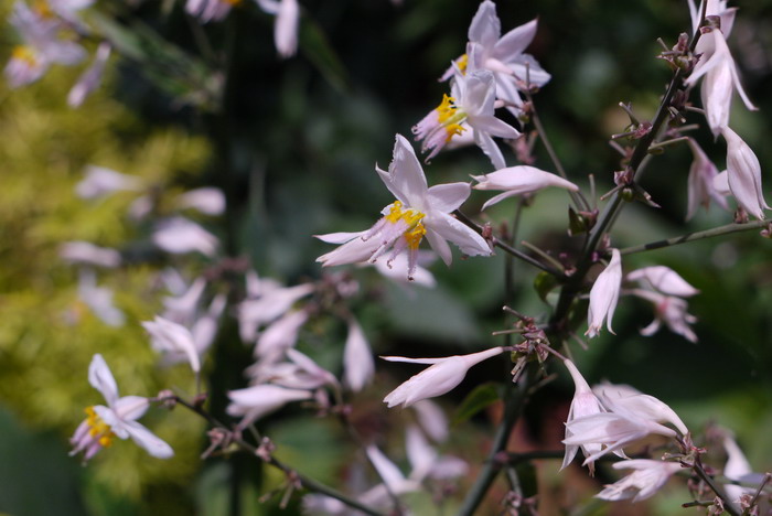 新西兰岩百合Arthropodium cirrhatum