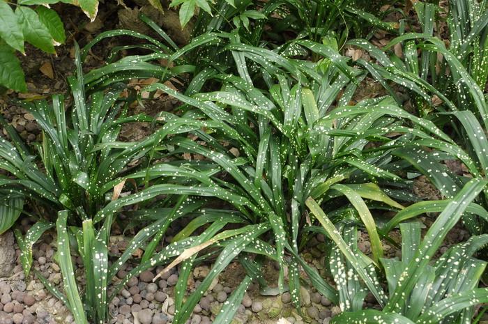 狭叶洒金蜘蛛抱蛋 Aspidistra 'Singapore Sling' 狭叶洒金蜘蛛抱蛋 Aspidistra 'Singapore Sling'