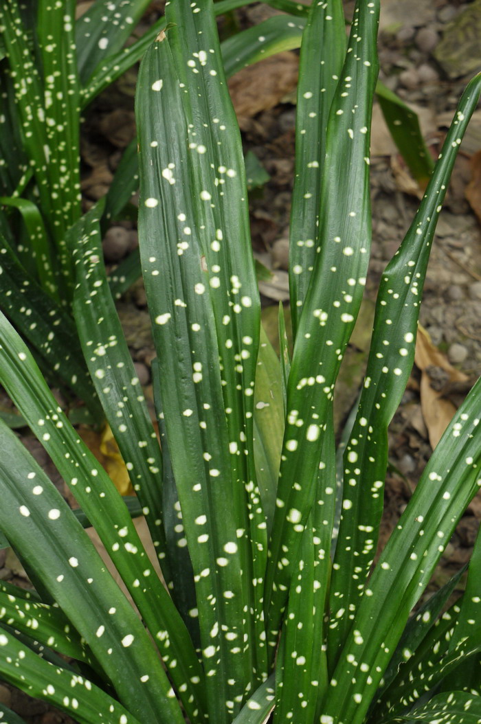 狭叶洒金蜘蛛抱蛋 Aspidistra 'Singapore Sling'