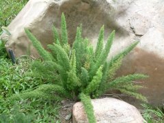 狐尾天冬Asparagus densiflorus ‘Meyeri’