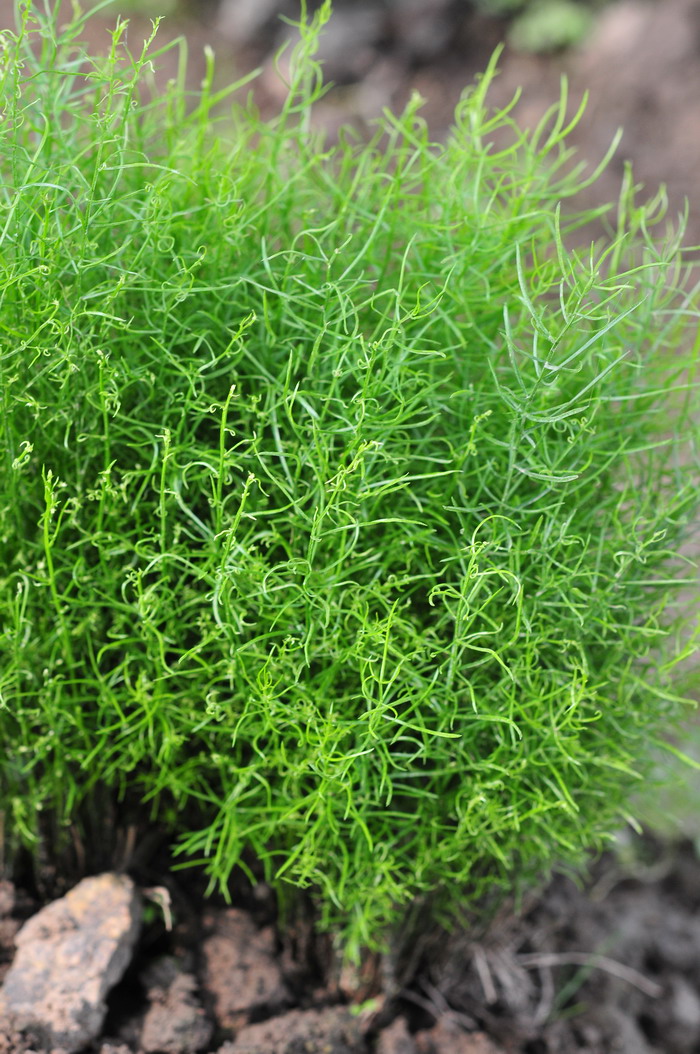 非洲天门冬Asparagus densiflorus