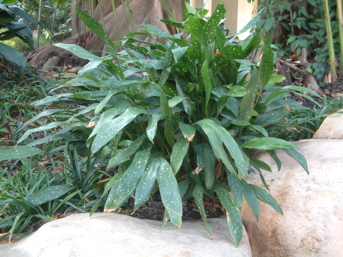 星点蜘蛛抱蛋Aspidistra elatior 'Punctata' 星点蜘蛛抱蛋Aspidistra elatior 'Punctata'