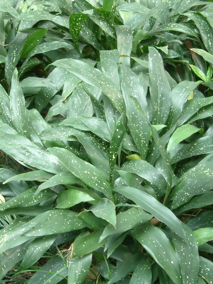 星点蜘蛛抱蛋Aspidistra elatior 'Punctata' 星点蜘蛛抱蛋Aspidistra elatior 'Punctata'